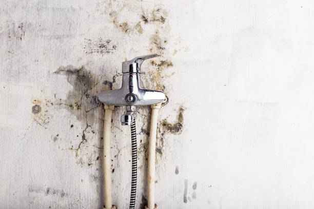 Best Mold Cleaning Services  in Early, TX