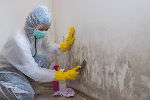 Best Toxic Mold Removal  in Early, TX