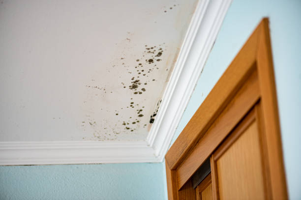 Best Professional Mold Removal  in Early, TX